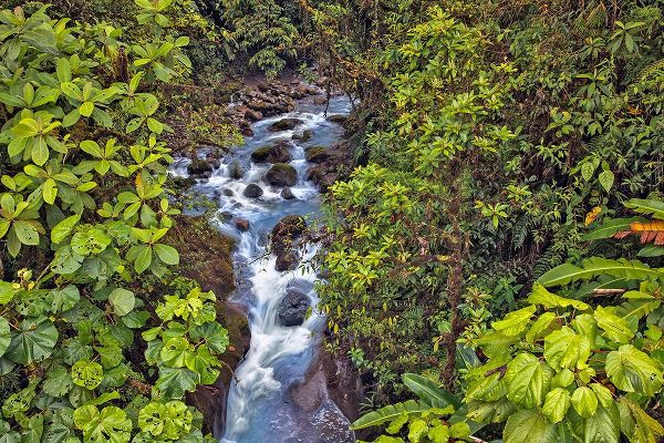 Jones, Adam 아티스트의 Small stream or creek-Costa Rica작품입니다.